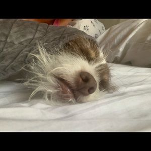 Meet your Posher, Amelia